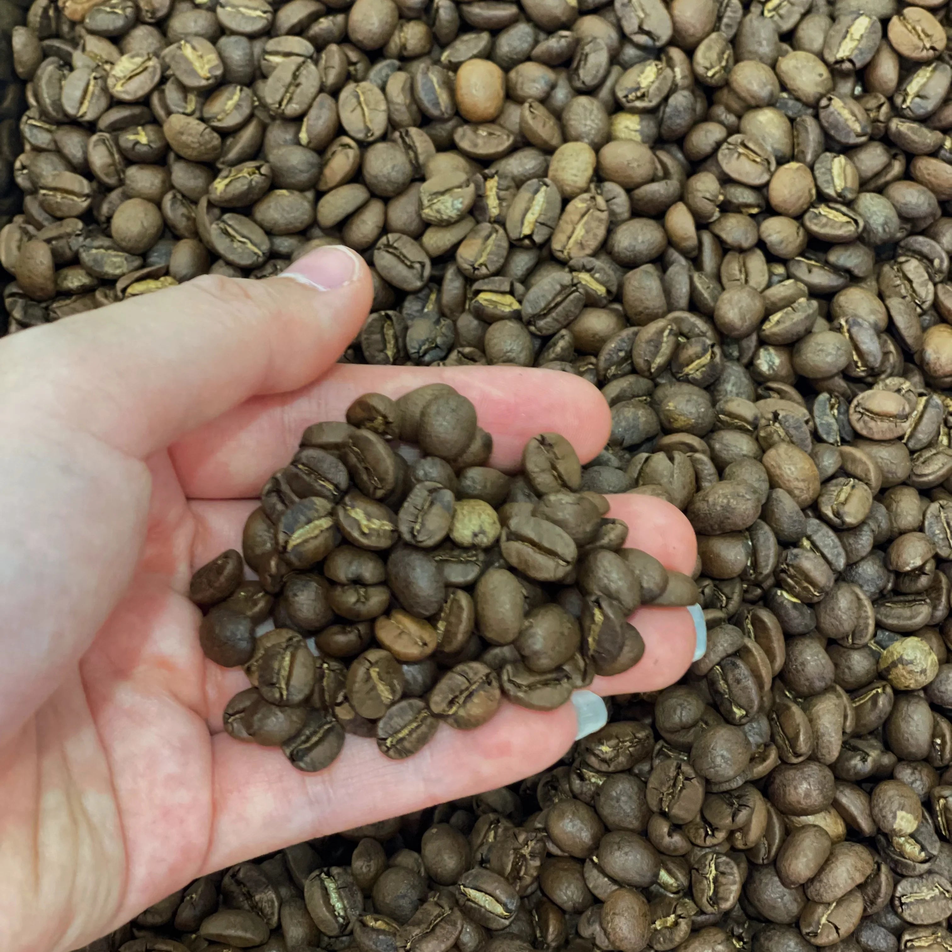 Roasted Vietnamese Arabica Coffee Fully Washed Process Herb Flavored From the Northern Vietnam, Better Price Bulk Order